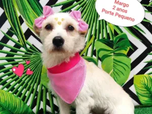 Cachorro raça SRD-ViraLata idade 2 anos nome margo