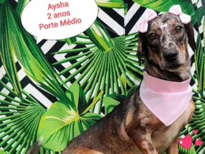 Cachorro raça SRD-ViraLata idade 2 anos nome Aysha