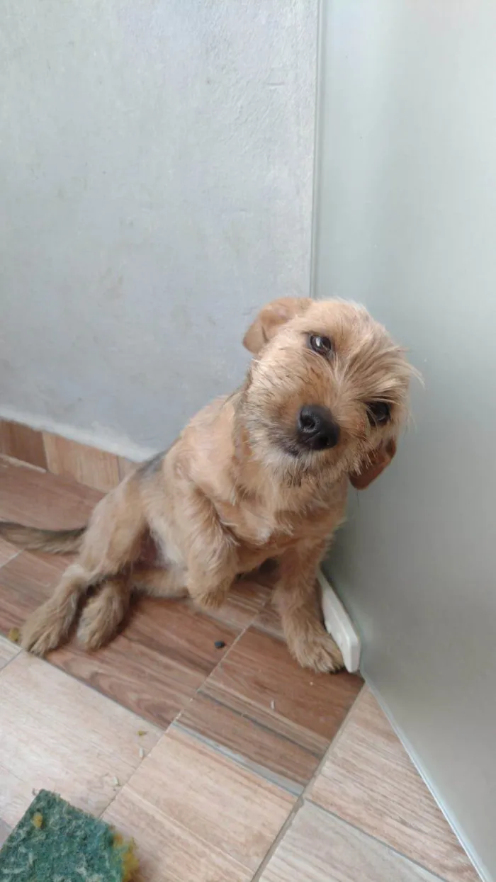 Cachorro ra a SRD-ViraLata idade 7 a 11 meses nome Lua