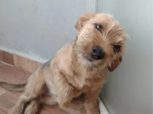 Cachorro raça SRD-ViraLata idade 7 a 11 meses nome Lua