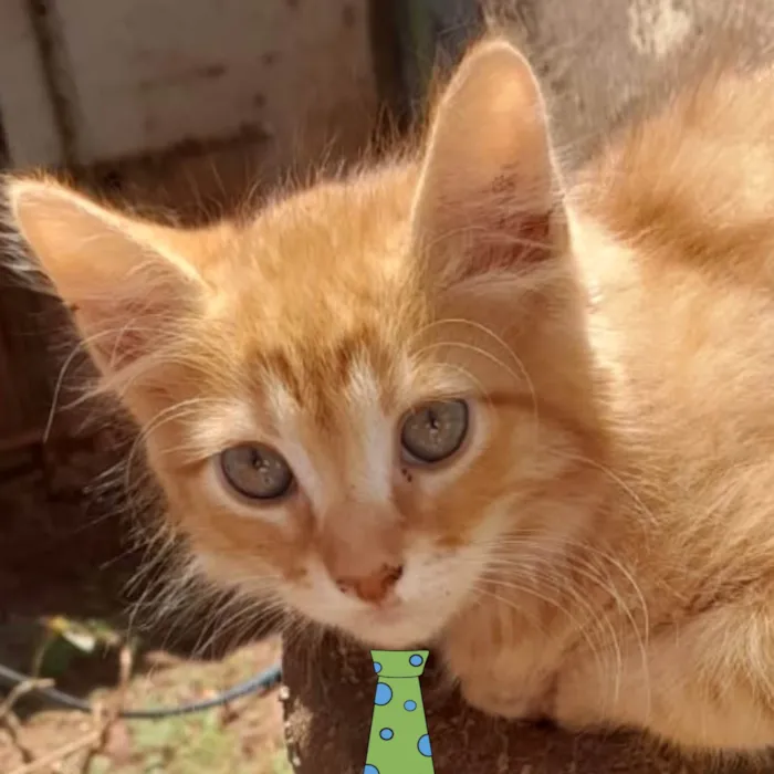 Gato ra a SRD-ViraLata idade 2 a 6 meses nome Milo 