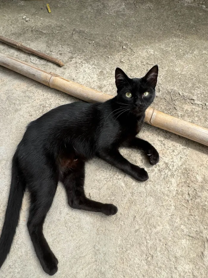 Gato ra a SRD-ViraLata idade 2 anos nome Pretinha