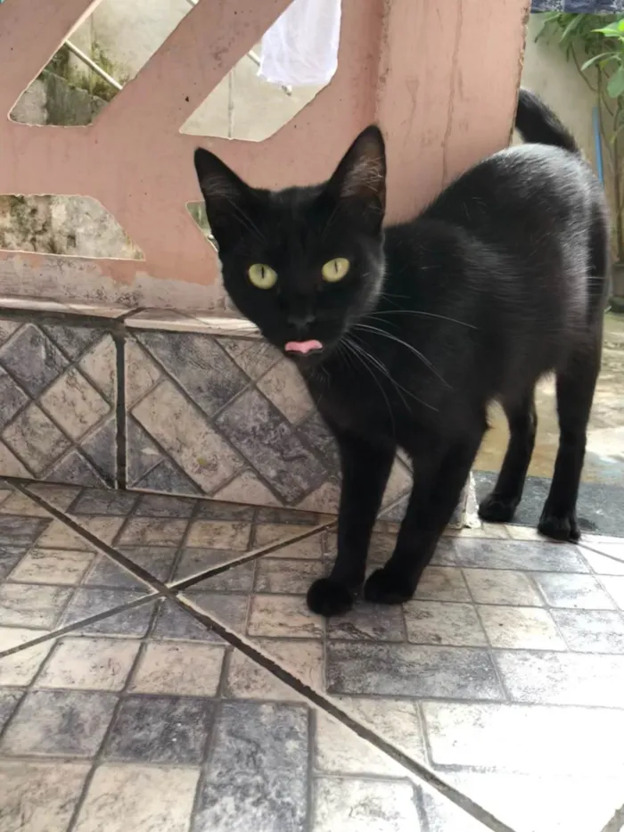 Gato ra a SRD-ViraLata idade 2 anos nome Pretinha