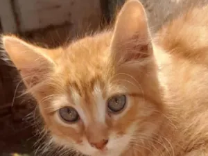 Gato raça SRD-ViraLata idade 2 a 6 meses nome Milo 