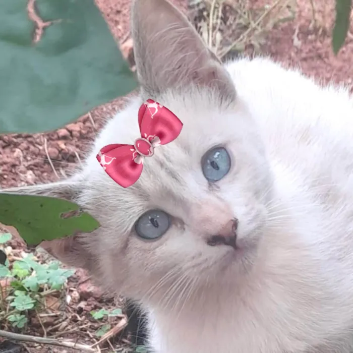 Gato ra a SRD-ViraLata idade 2 a 6 meses nome Ísis 