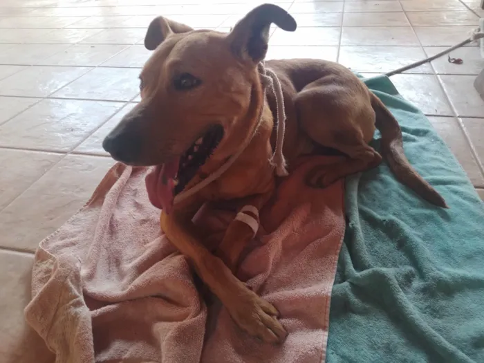 Cachorro ra a SRD-ViraLata idade 3 anos nome Caramelo