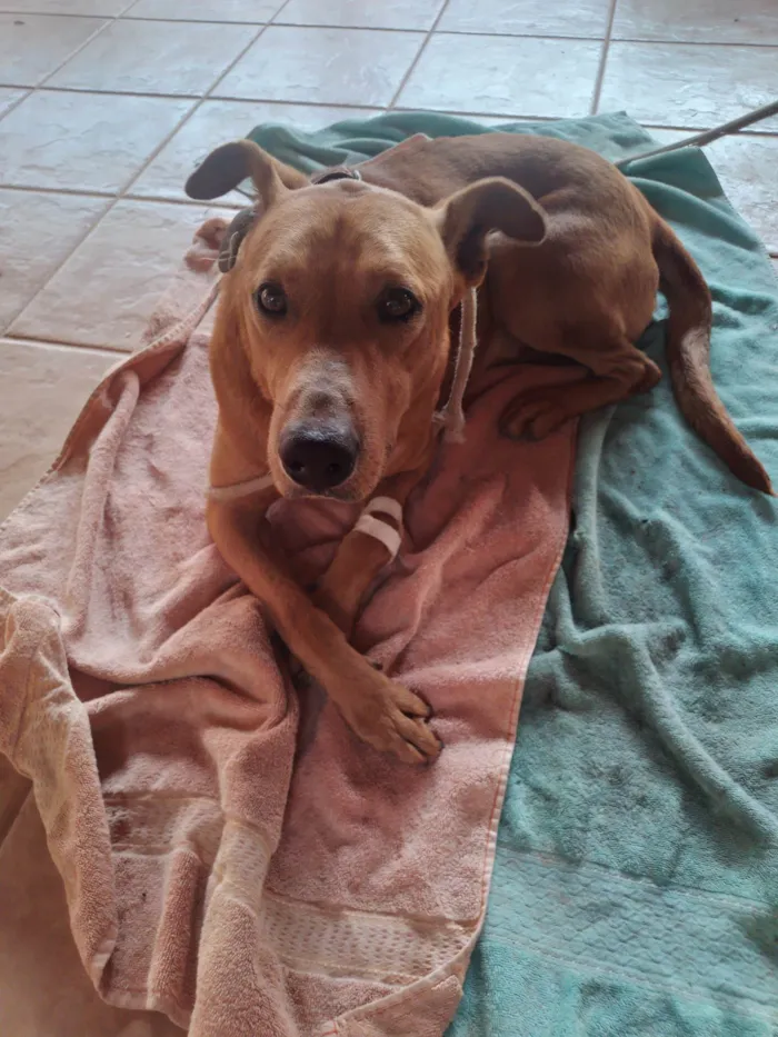 Cachorro ra a SRD-ViraLata idade 3 anos nome Caramelo