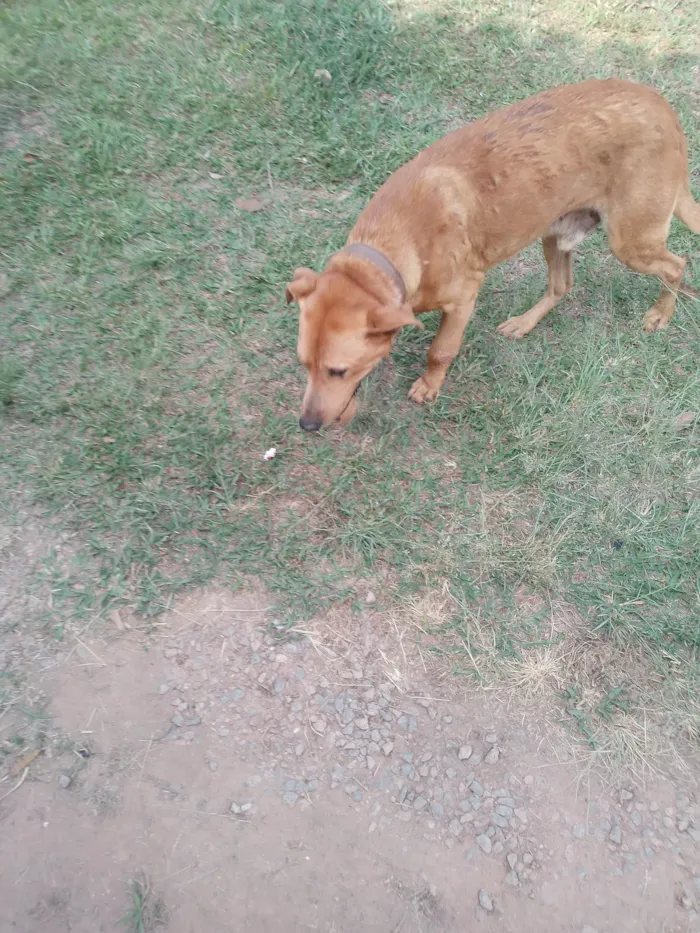 Cachorro ra a SRD-ViraLata idade 3 anos nome Caramelo