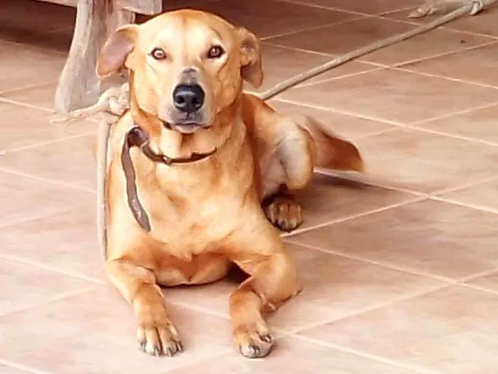 Cachorro ra a SRD-ViraLata idade 3 anos nome Caramelo