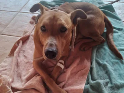 Cachorro raça SRD-ViraLata idade 3 anos nome Caramelo