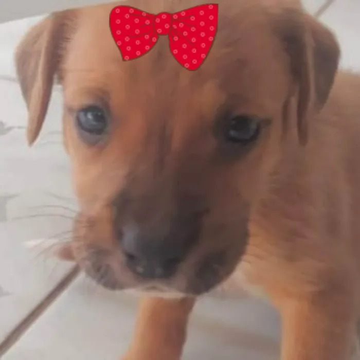 Cachorro ra a SRD-ViraLata idade 2 a 6 meses nome Cacau 