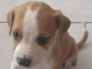 Cachorro raça SRD-ViraLata idade 2 a 6 meses nome Otto 