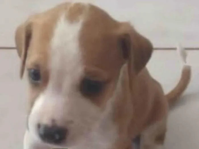 Cachorro ra a SRD-ViraLata idade 2 a 6 meses nome Otto 