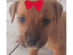 Cachorro raça SRD-ViraLata idade 2 a 6 meses nome Cacau 