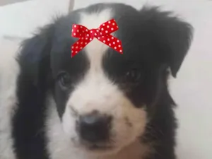 Cachorro raça SRD-ViraLata idade 2 a 6 meses nome Brisa