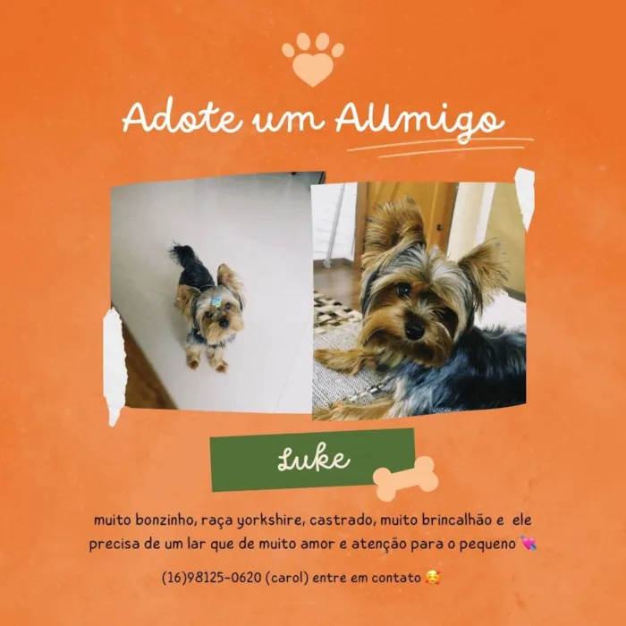 Cachorro ra a Yorkshire idade 4 anos nome Luke 