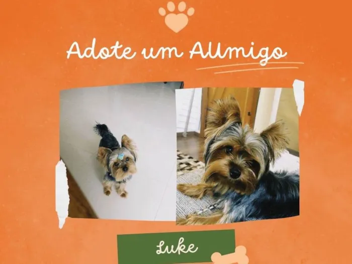 Cachorro ra a Yorkshire idade 4 anos nome Luke 