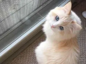 Gato raça Ragdoll idade 7 a 11 meses nome Luci