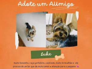 Cachorro raça Yorkshire idade 4 anos nome Luke 