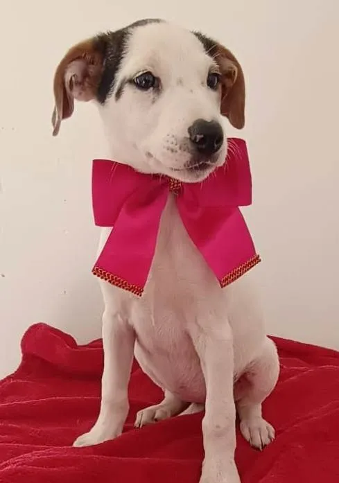 Cachorro ra a SRD-ViraLata idade 2 a 6 meses nome PINK FÊMEA