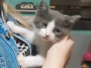 Gato raça SRD-ViraLata idade 2 a 6 meses nome Não tem