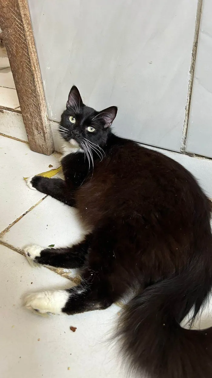 Gato ra a SRD-ViraLata idade 1 ano nome MORGANA