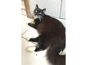 Gato raça SRD-ViraLata idade 1 ano nome MORGANA