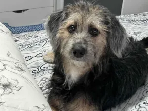 Cachorro raça SRD-ViraLata idade 7 a 11 meses nome Valentina