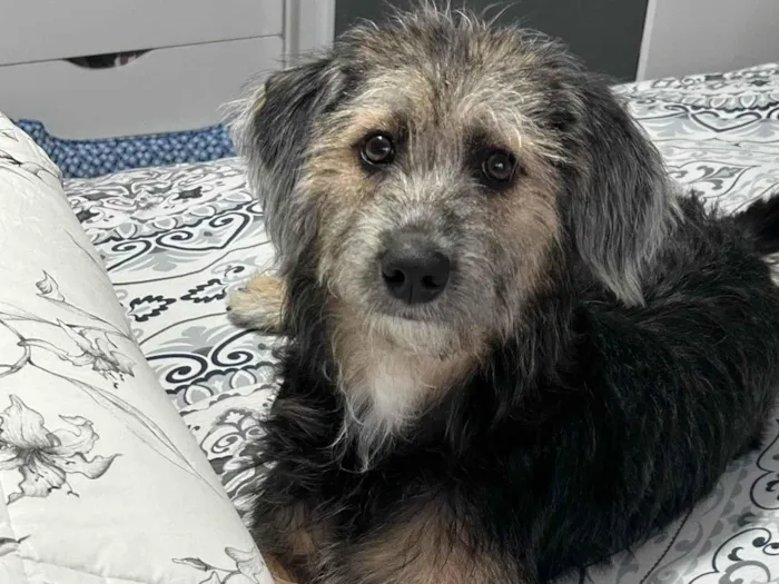 Cachorro ra a SRD-ViraLata idade 7 a 11 meses nome Valentina