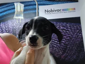 Cachorro raça SRD-ViraLata idade 2 a 6 meses nome TONY