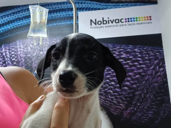 Cachorro ra a SRD-ViraLata idade 2 a 6 meses nome TONY