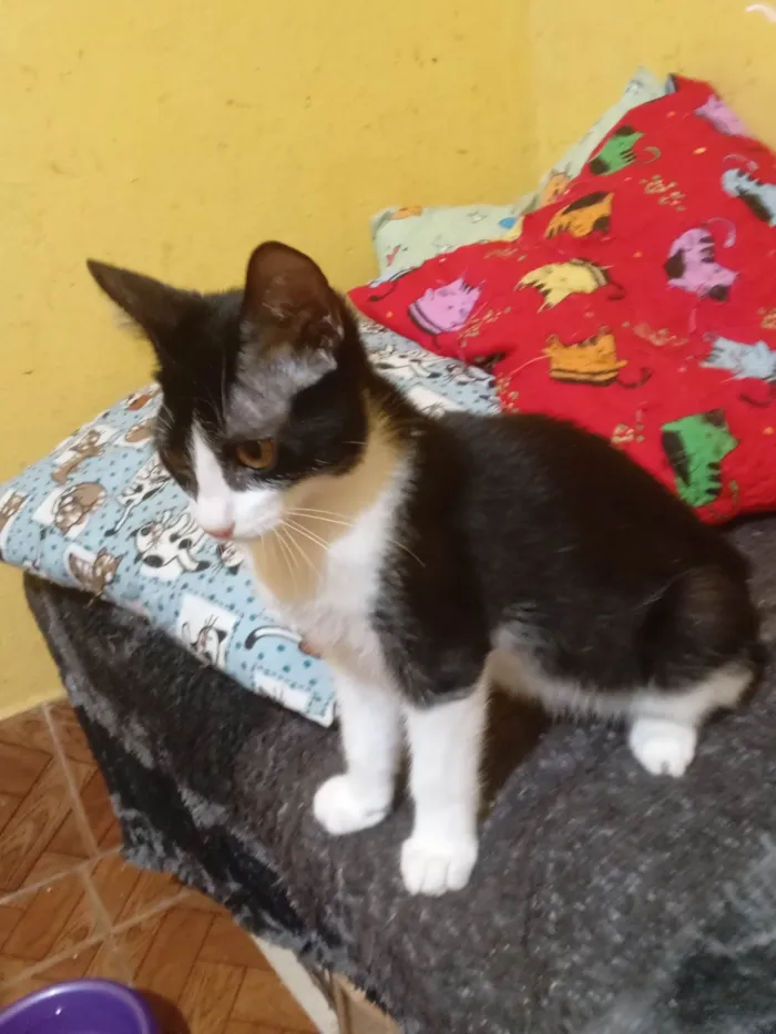 Gato ra a SRD-ViraLata idade 2 a 6 meses nome Luck