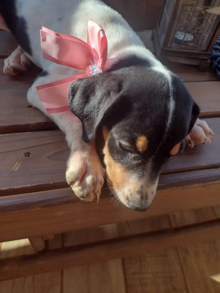 Cachorro ra a SRD-ViraLata idade 2 a 6 meses nome Sem nome 