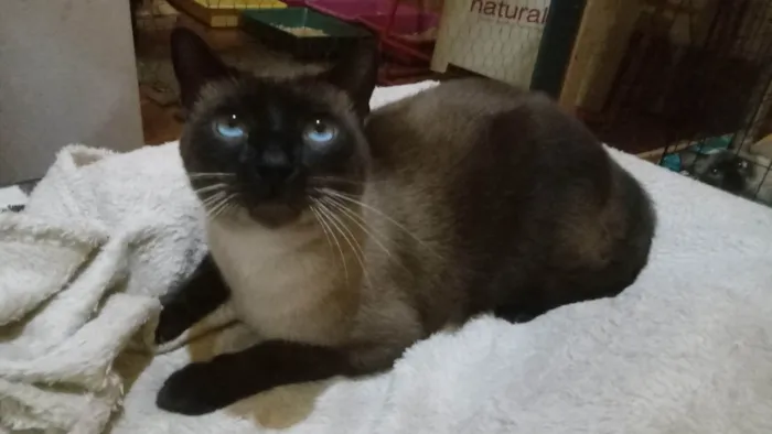 Gato ra a SRD-ViraLata idade 2 anos nome João 