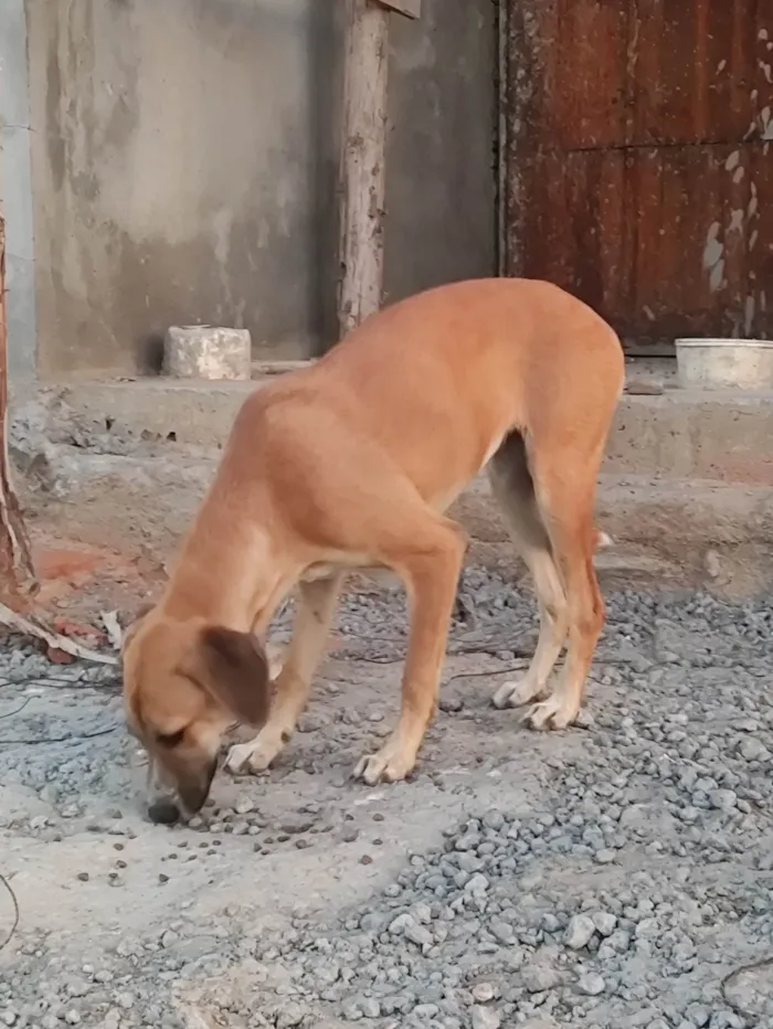 Cachorro ra a SRD-ViraLata idade 7 a 11 meses nome Pimentinha