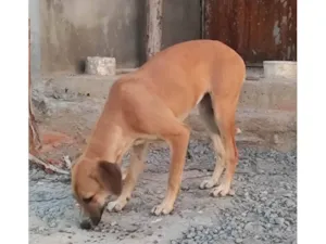 Cachorro raça SRD-ViraLata idade 7 a 11 meses nome Pimentinha