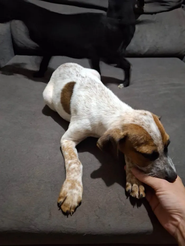 Cachorro ra a SRD-ViraLata idade 2 a 6 meses nome Resgatado 2