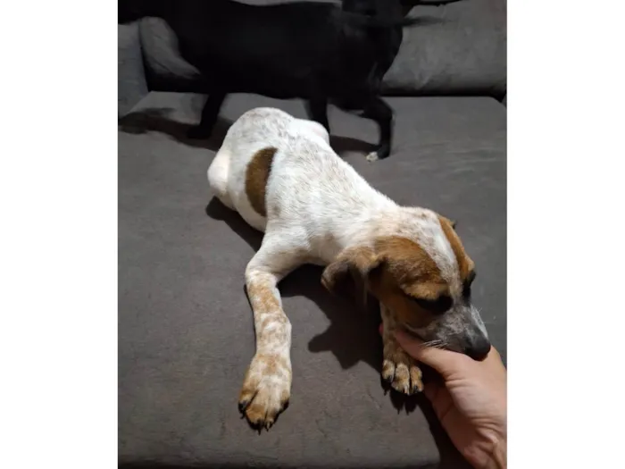 Cachorro ra a SRD-ViraLata idade 2 a 6 meses nome Resgatado 2