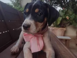 Cachorro raça SRD-ViraLata idade 2 a 6 meses nome Sem nome 