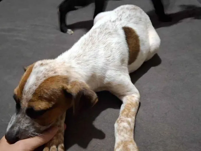 Cachorro ra a SRD-ViraLata idade 2 a 6 meses nome Resgatado 2