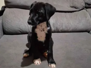 Cachorro raça SRD-ViraLata idade 2 a 6 meses nome Resgatado 3 