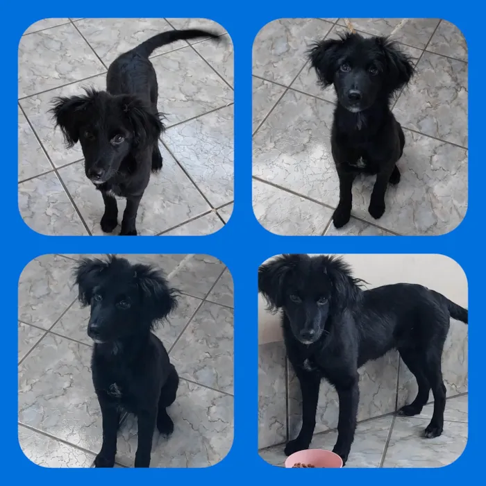 Cachorro ra a SRD-ViraLata idade 2 a 6 meses nome Klaus