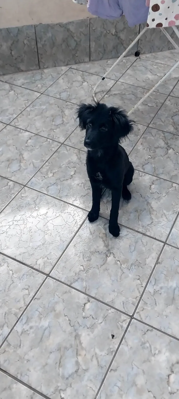 Cachorro ra a SRD-ViraLata idade 2 a 6 meses nome Klaus