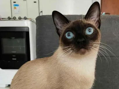 Gato raça Siamês idade 1 ano nome Robin