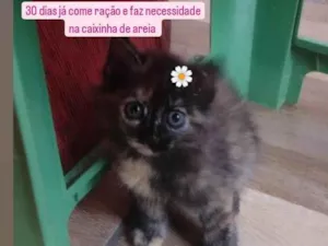 Gato raça SRD-ViraLata idade Abaixo de 2 meses nome Mesclada