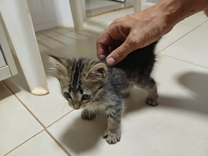 Gato ra a SRD-ViraLata idade 2 a 6 meses nome Danadinha