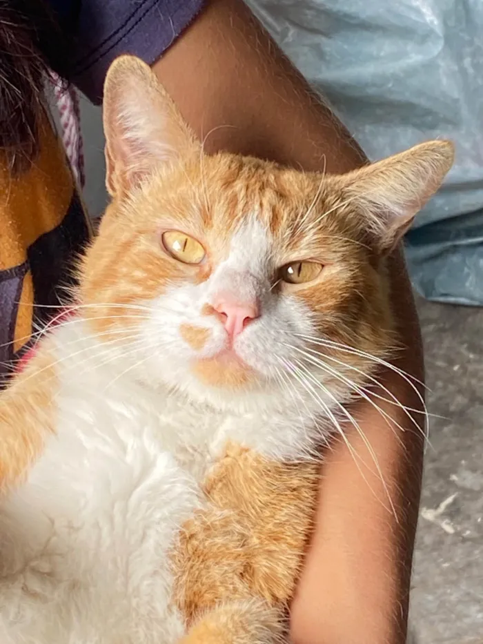 Gato ra a SRD-ViraLata idade 2 anos nome Sem nome