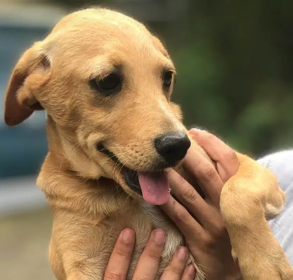 Cachorro ra a SRD-ViraLata idade 2 a 6 meses nome Clarinha 