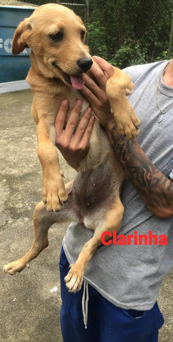 Cachorro ra a SRD-ViraLata idade 2 a 6 meses nome Clarinha 