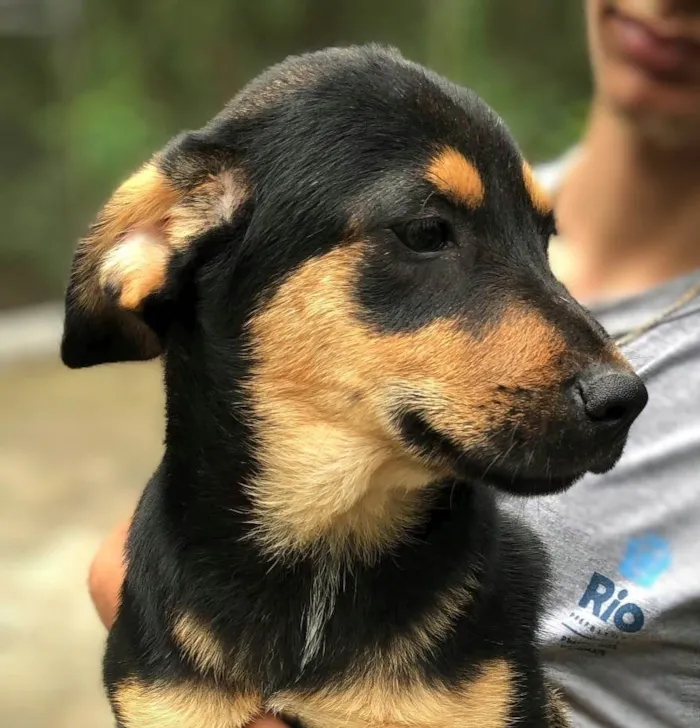 Cachorro ra a SRD-ViraLata idade 2 a 6 meses nome Vênus 